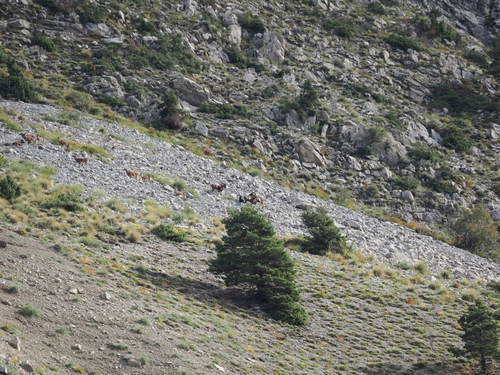 European Mouflon