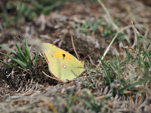 Clouded Yellow