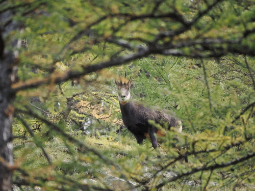 Northern Chamois