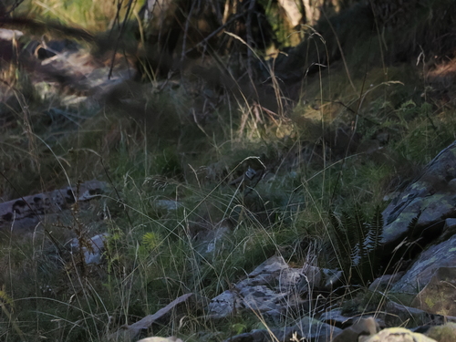 Crested Tit