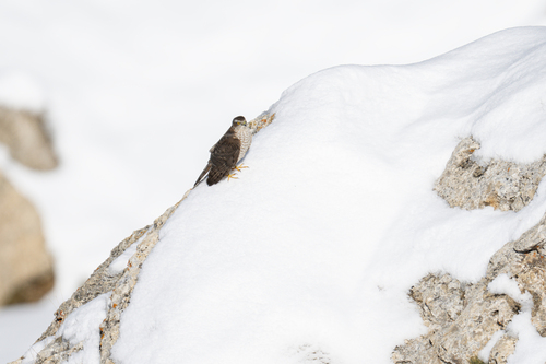 Eurasian Sparrowhawk