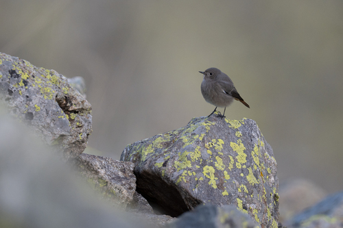 Black Redstart
