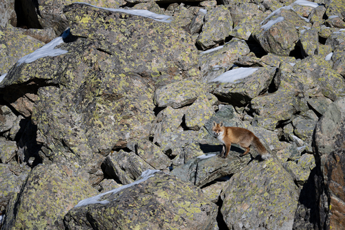 Red Fox