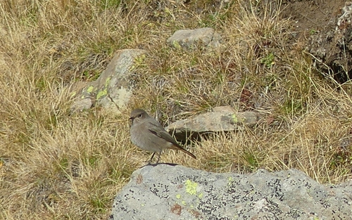 Black Redstart