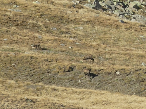 Northern Chamois