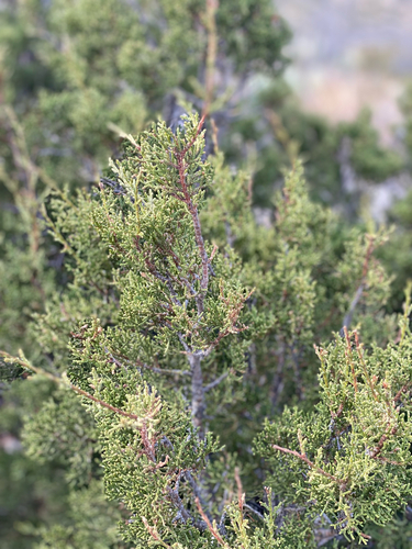 redberry juniper