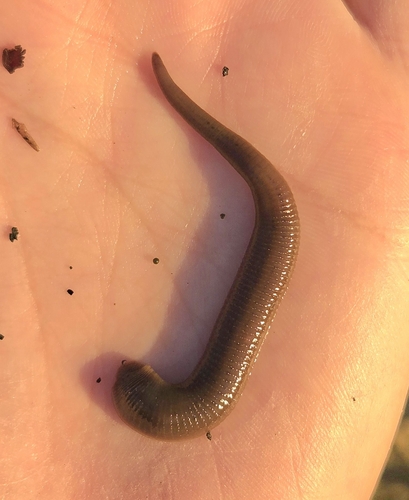 Erpobdella punctata