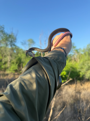 Schott's Whipsnake