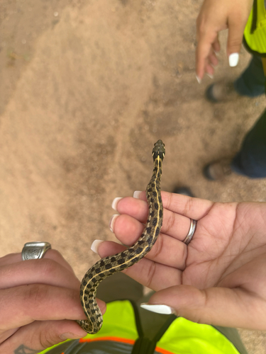 Checkered Garter Snake