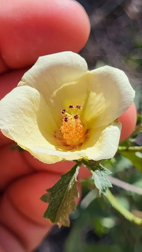 desert rosemallow