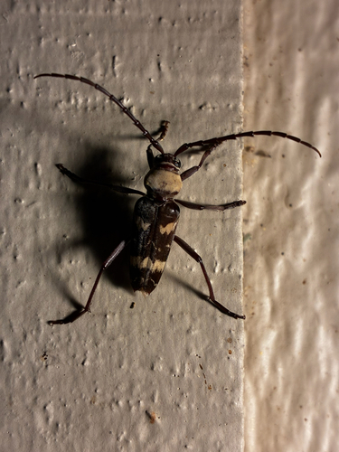 Megacyllene antennata