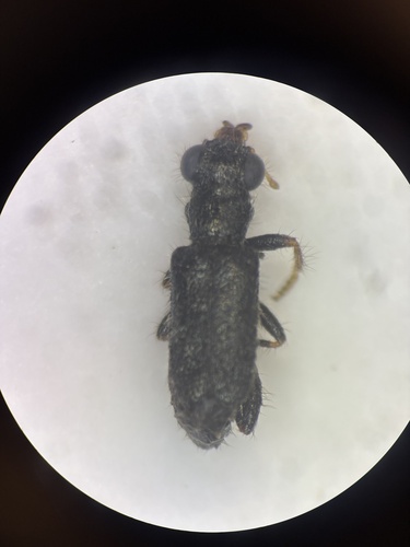 Phyllobaenus