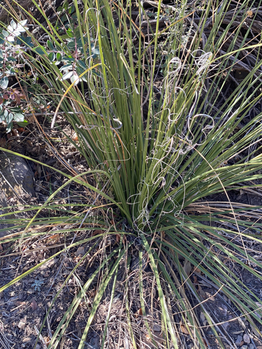 Foothill Beargrass