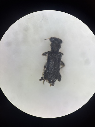 Phyllobaenus