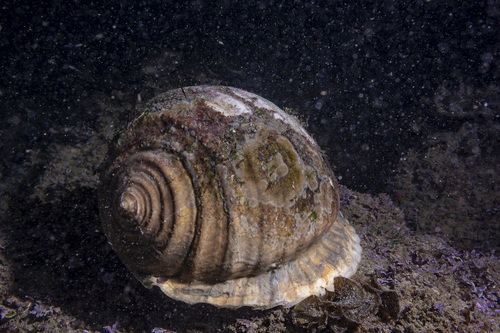 Grinning Tun Snail