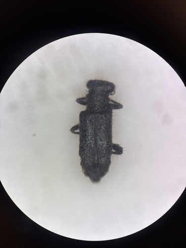 Phyllobaenus