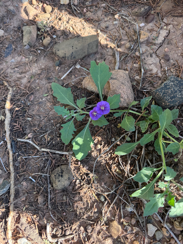 purple groundcherry