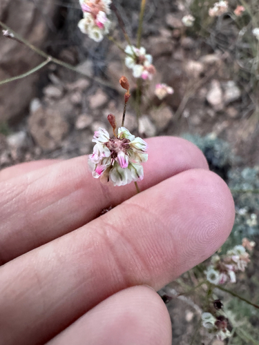Tall Buckwheat