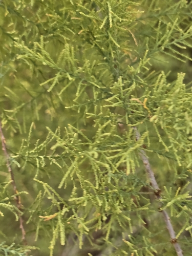 Tamarix chinensis