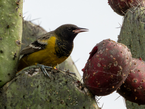Calandria Tunera