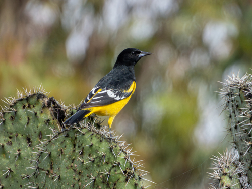 Calandria Tunera