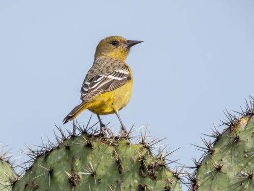 Calandria Tunera