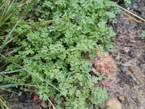 Western Tansymustard