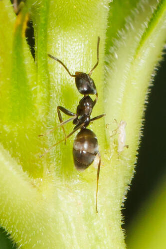 High Noon Ant