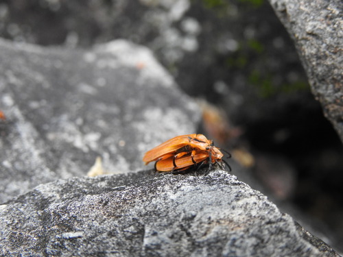 Padrecitos