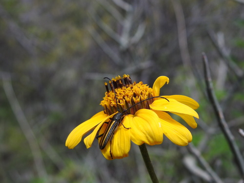 Sphaenothecus bilineatus