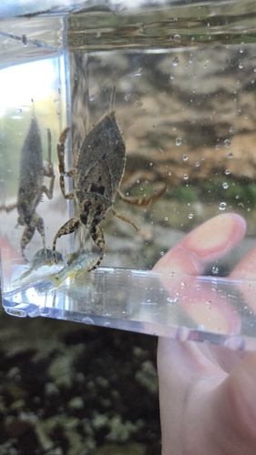 Lethocerus medius