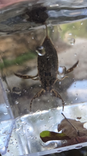 Lethocerus medius