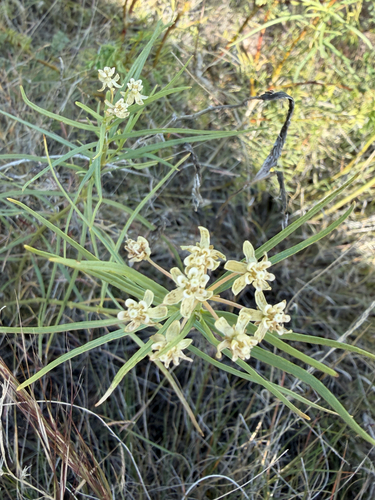 horsetail milkweed
