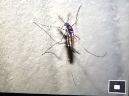 Sapphire-striped Mosquito