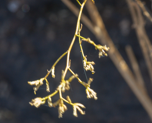 Sticky Snakeweed