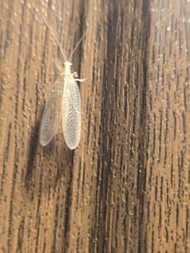 Weeping Green Lacewing
