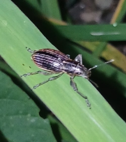 Naupactus tremolerasi
