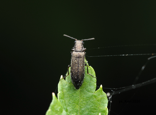 Dasytes plumbeus