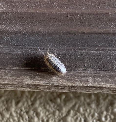 Venezillo shuriensis