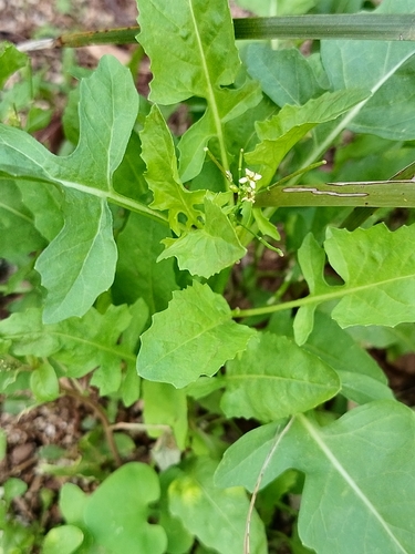 Mostacilla