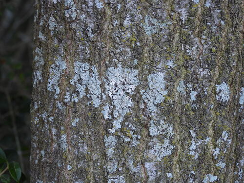 Frosted Rosette Lichen
