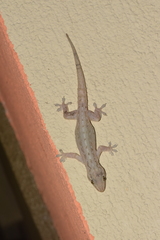 Hemidactylus frenatus image