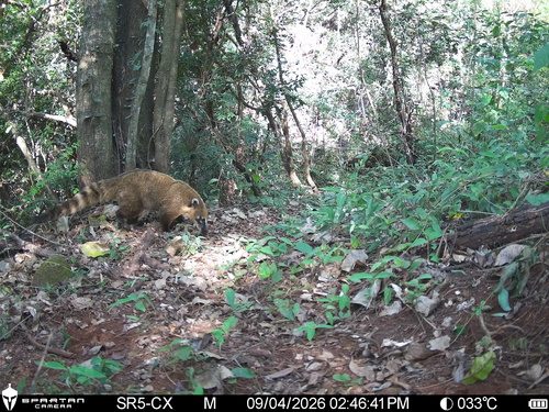South American Coati