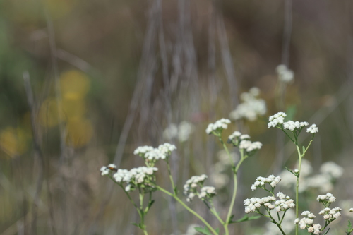 Parthenium confertum