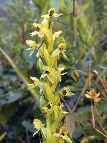 Habenaria alata