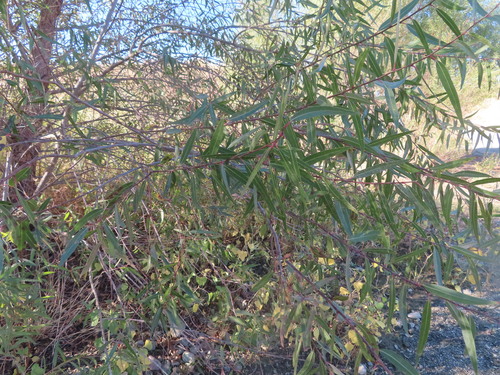 Goodding's Willow