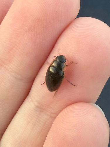 Tropisternus lateralis nimbatus