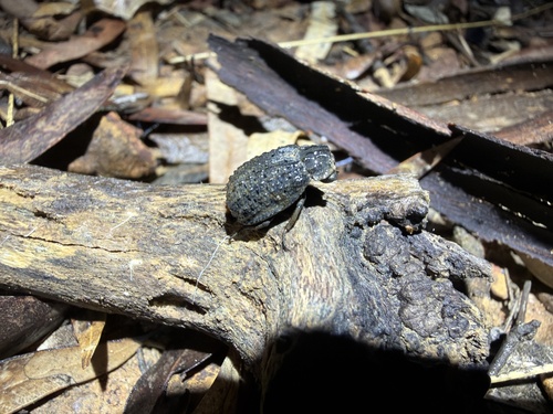 Hide beetle
