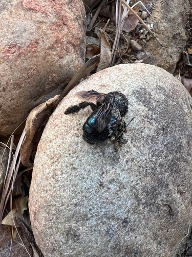 Western Carpenter Bee