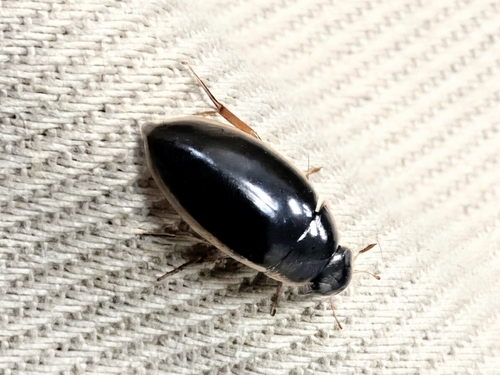 Tropisternus lateralis nimbatus